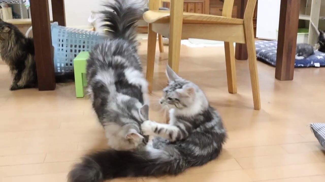 豪華なメインクーンシルバー姉妹