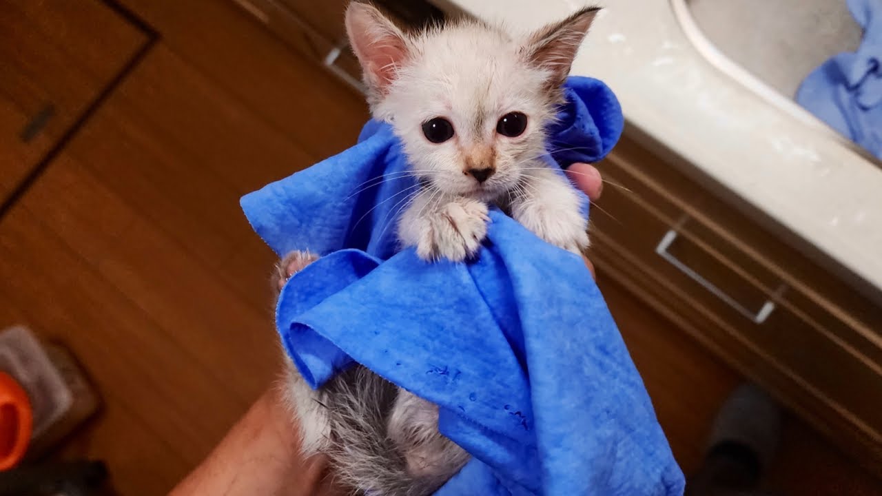 子猫をシャンプーしながら保護猫活動について思う事。