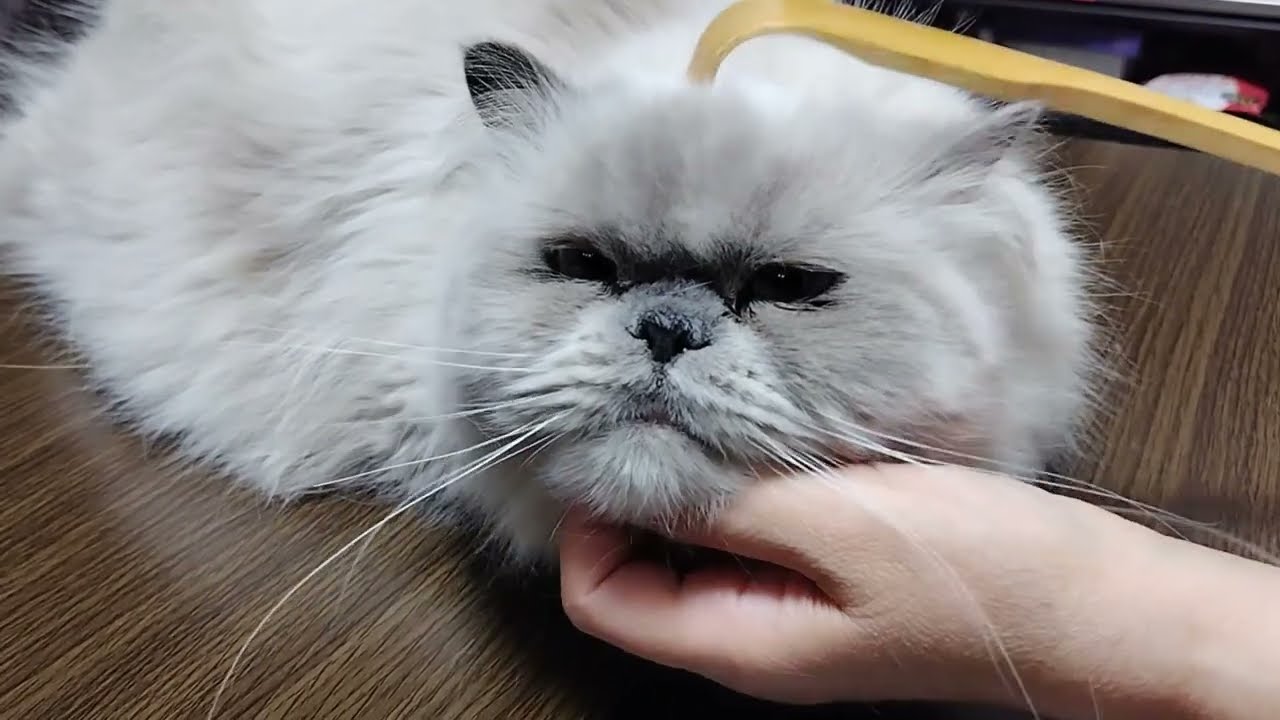 飼い主にいじられ過ぎる猫【ヒマラヤン猫】