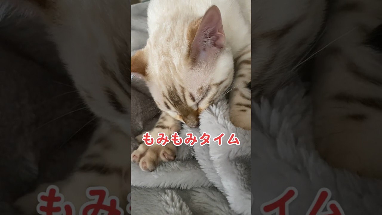 もみもみタイム！【子猫動画】ホワイトベンガル　生後4ヶ月！　アイドル 　ベンガル猫　ネコ　ねこ　#cat #bengalcat #ベンガル #ベンガル猫 #ベンガル子猫 #子猫 #bengal #猫