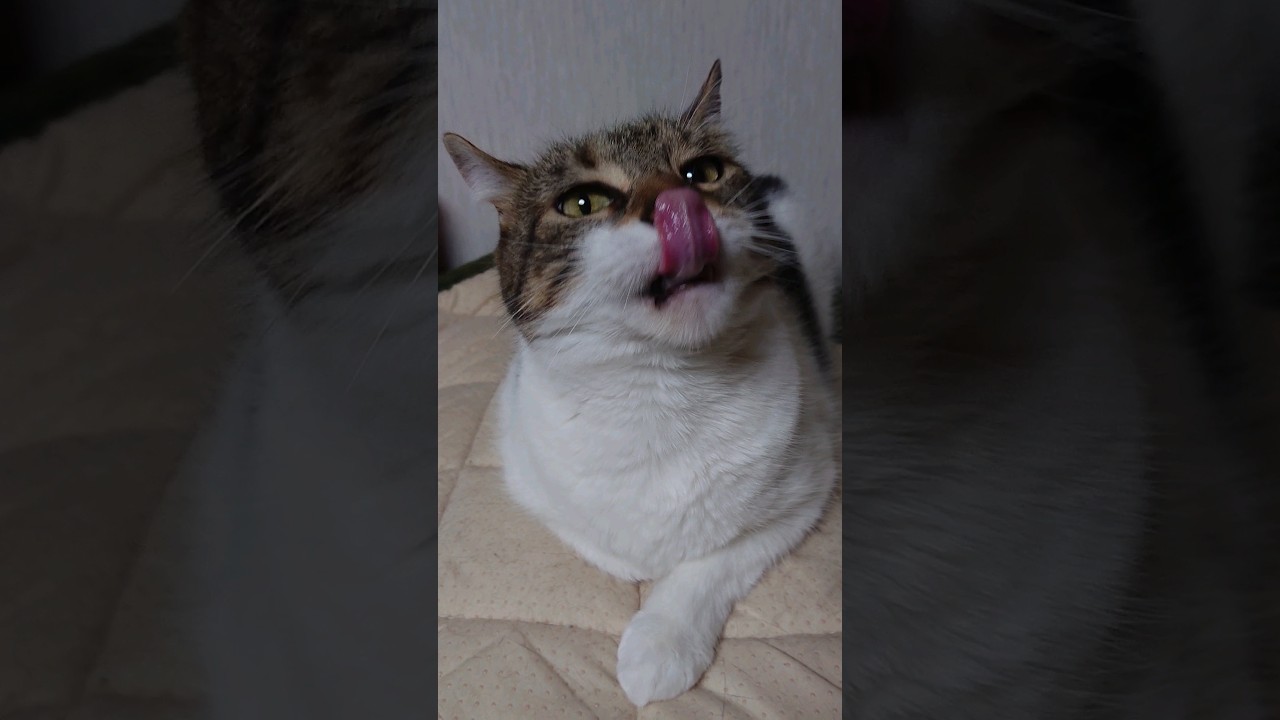 【猫】モカちん(4女)ちゃまちゃまタイム☆ 2023/05/29【アメリカンカール】 #shorts #猫 #cat #Americancurl