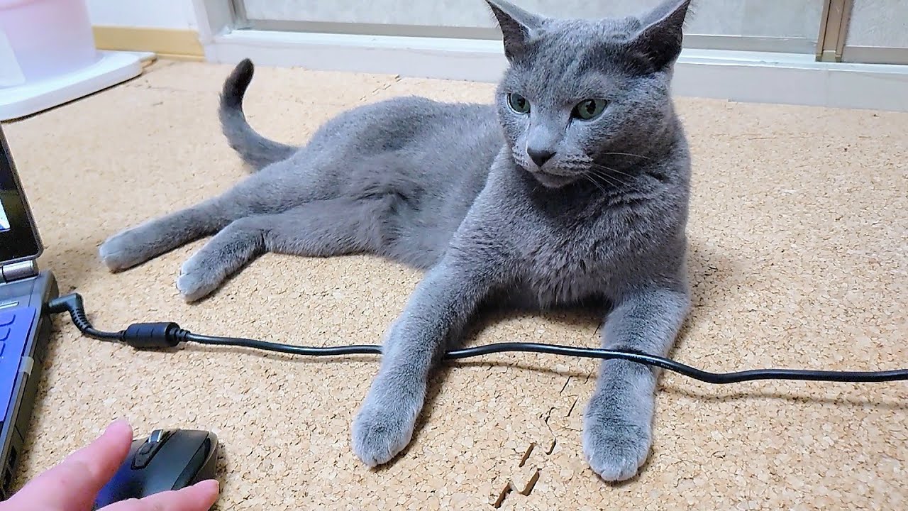 【猫動画】嫁をヒヤヒヤさせるロシアンブルー【russianbule】Russian blue that makes you nervous