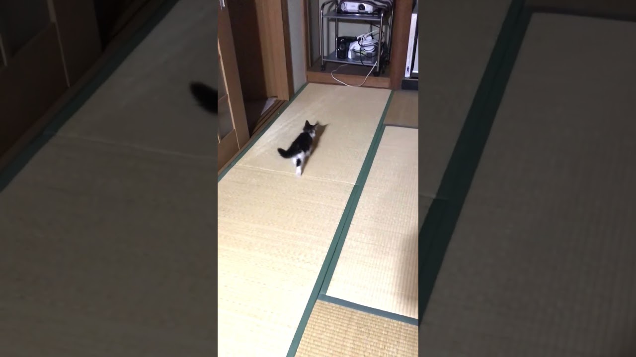 メインクーン子猫、家の中デビュー😆‼️ （2019年6月）  #shorts   #メインクーン