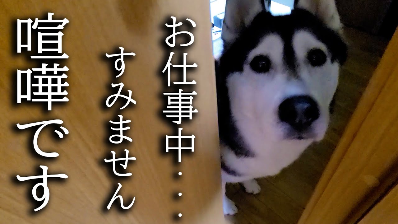 深夜に犬がくんくん騒いでるのでついて行ってみると子猫が...