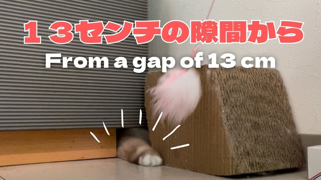 バーマン猫ラフ【１３センチの隙間から】From a gap of 13 cm（バーマン猫）Birman/Cat