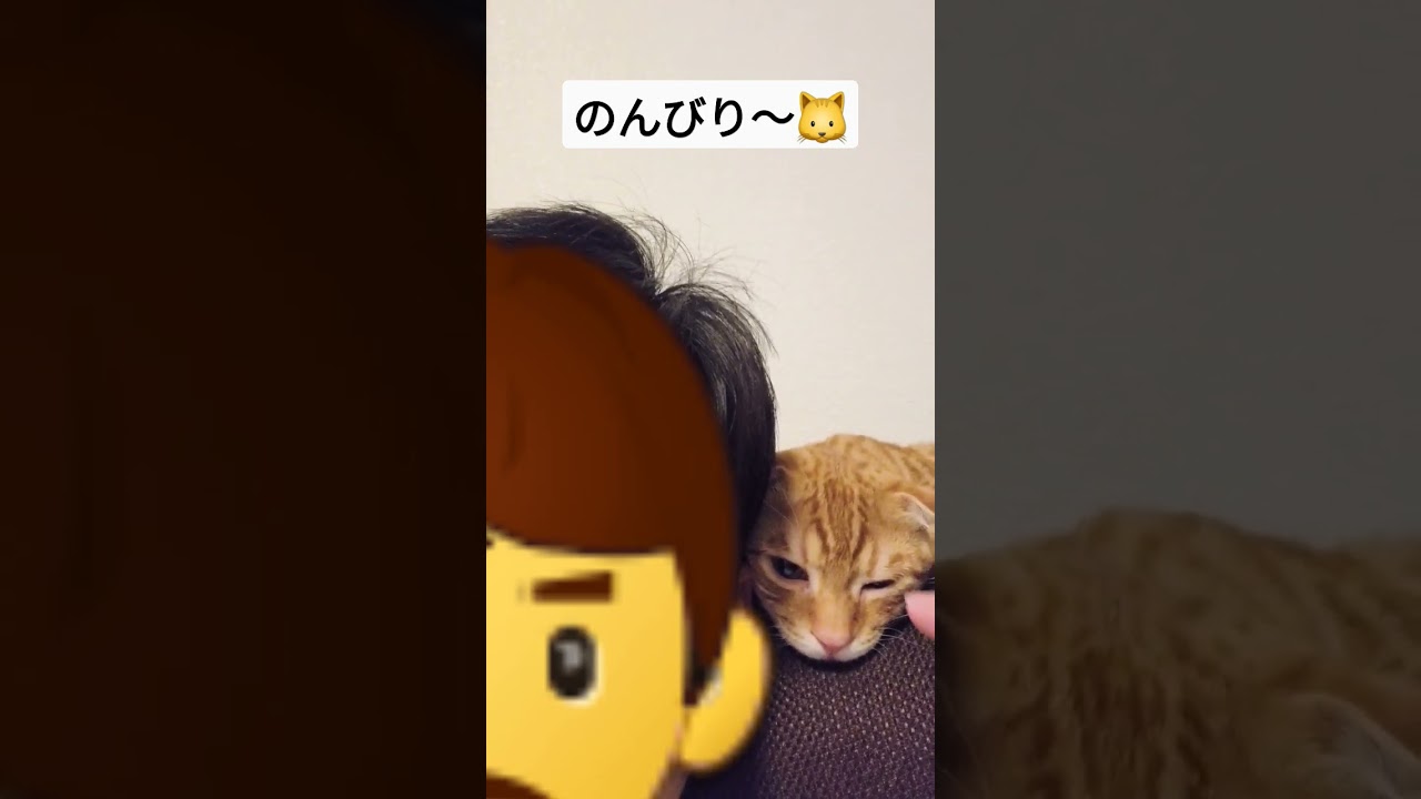 主がソファでくつろいだ結果【コモドンの観察日記】 #キンカロー #猫