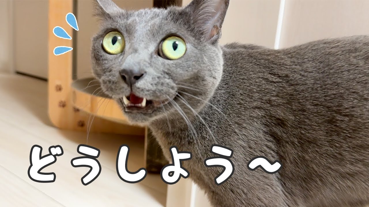 パパにも娘にも呼ばれて困ってしまうハムちゃん！