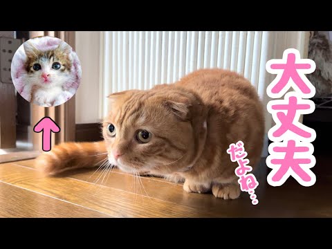 初めて新入り子猫と遊ぼうと思ったら、大変な事になってしまいました【預かり保護猫】