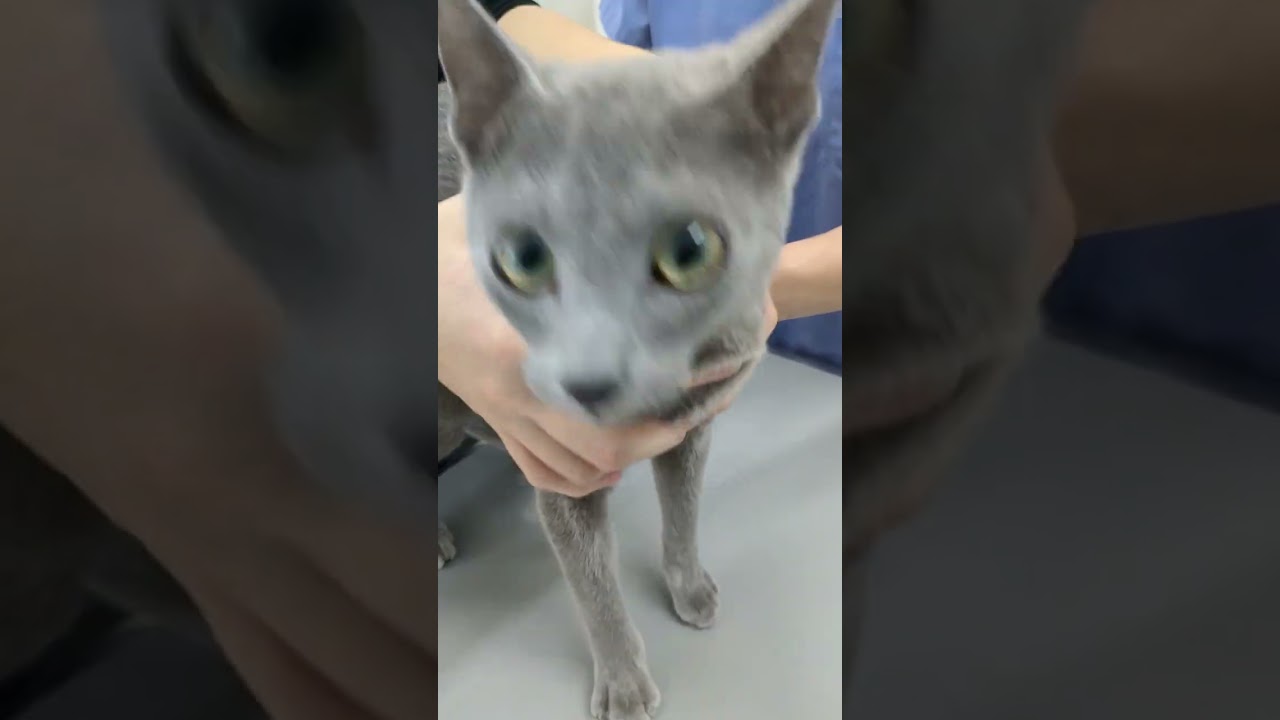 手術 ユーリ編🐈‍⬛🐈‍⬛💦  #ロシアンブルー #russianblue  #子猫