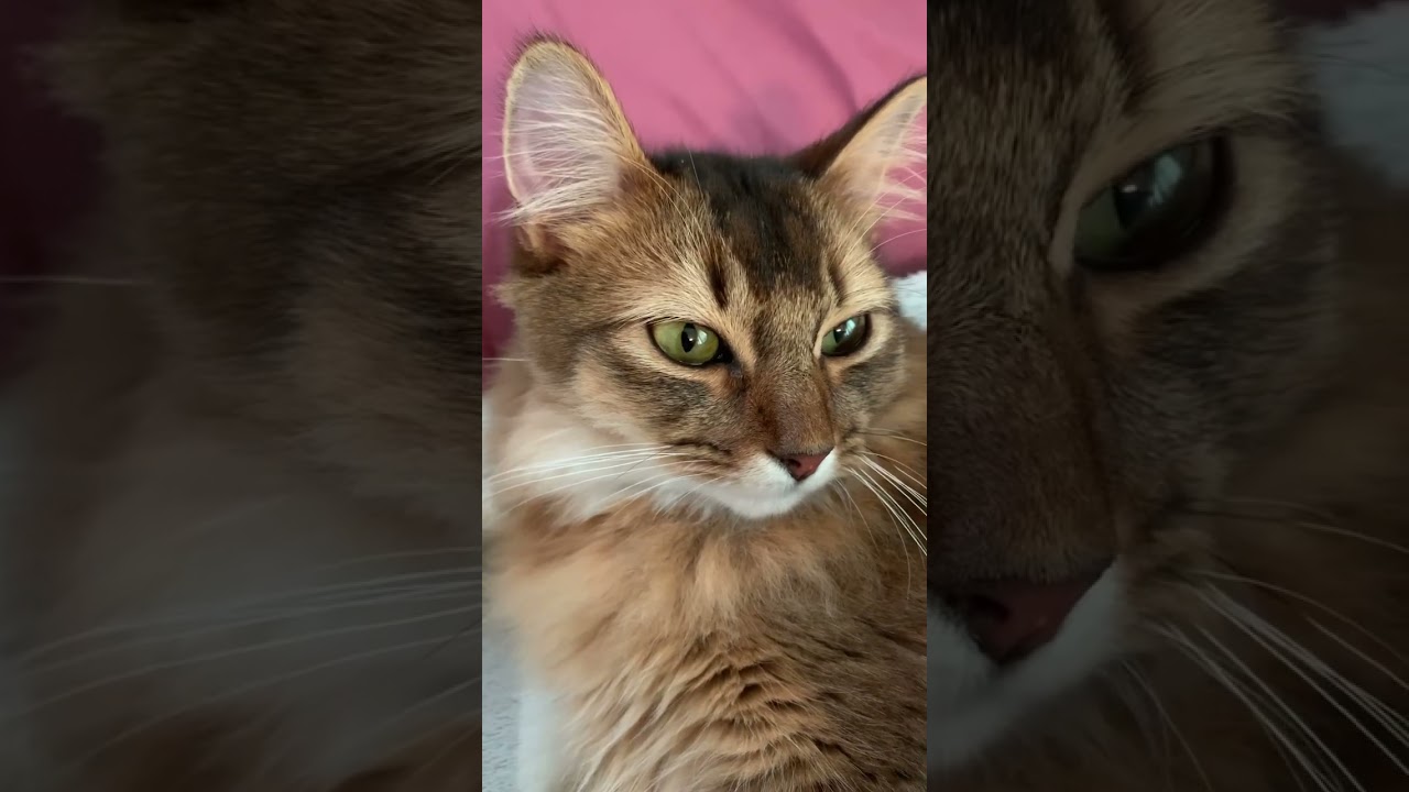 猫の黒目の変化 # #ソマリ #いやしねこ #しっぽ吸い