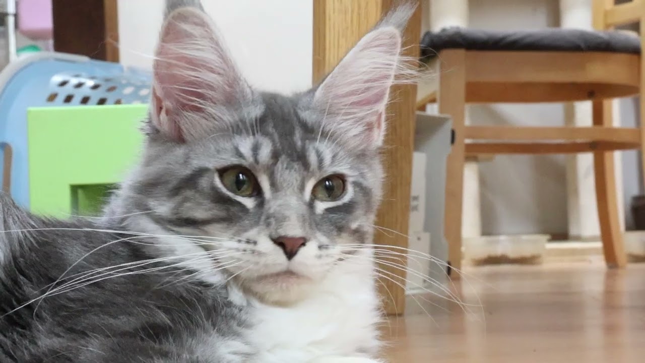 ノホホンとしているメインクーン子猫マリアちゃん