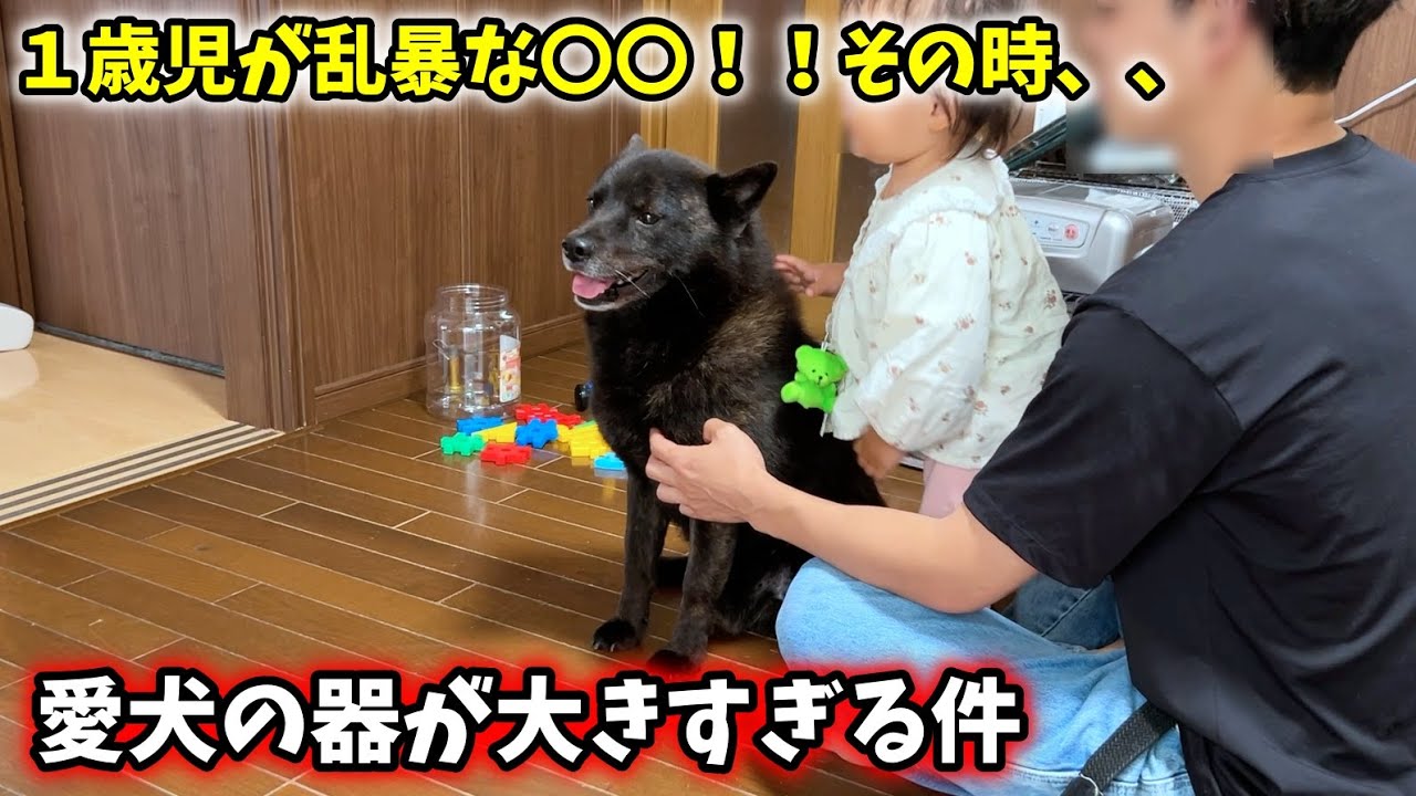 甲斐犬一休、器が大きすぎてついに娘の〇〇を〇〇ように・・・