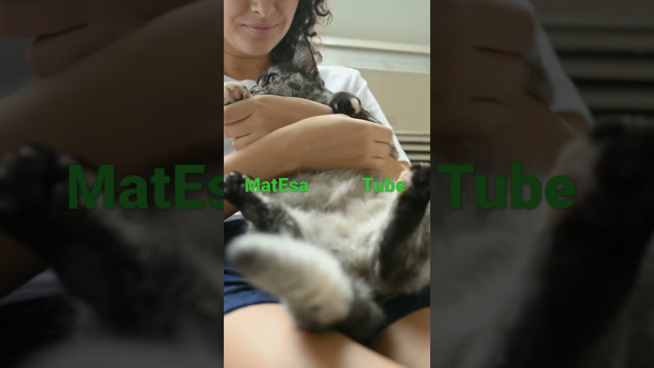 Petting Brown Cat#Shorts