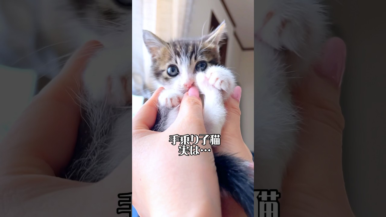 手乗りサイズの子猫「ぽんぽこお腹」が可愛すぎてたまらない…【預かり保護猫】