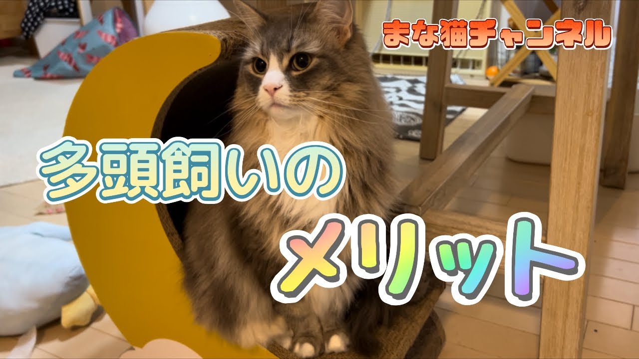 多頭飼いのメリット #猫動画 #ノルウェージャンフォレストキャット #アビシニアン #サイベリアン #cat #まな猫