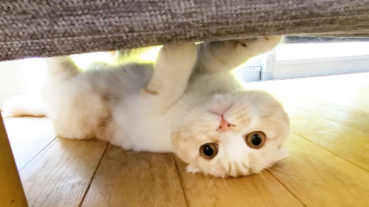 カーペットを交換したら気持ち良過ぎて子猫と犬達がこうなった...