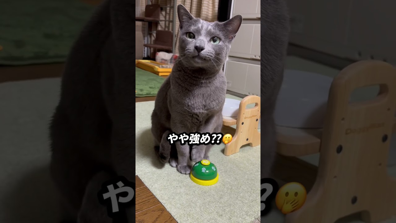 【ロシアンブルー】めろんはお喋りです🤭【猫】#shorts