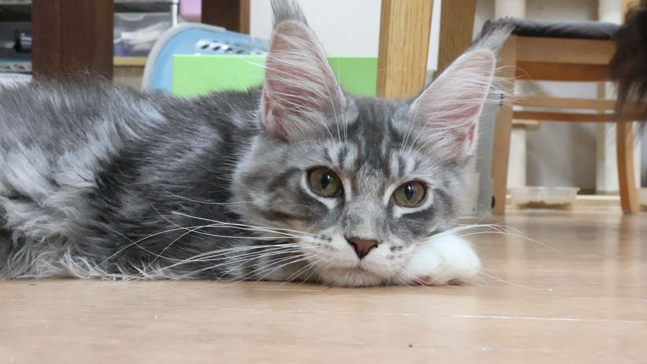 ノホホンとしているメインクーン子猫マリアちゃん