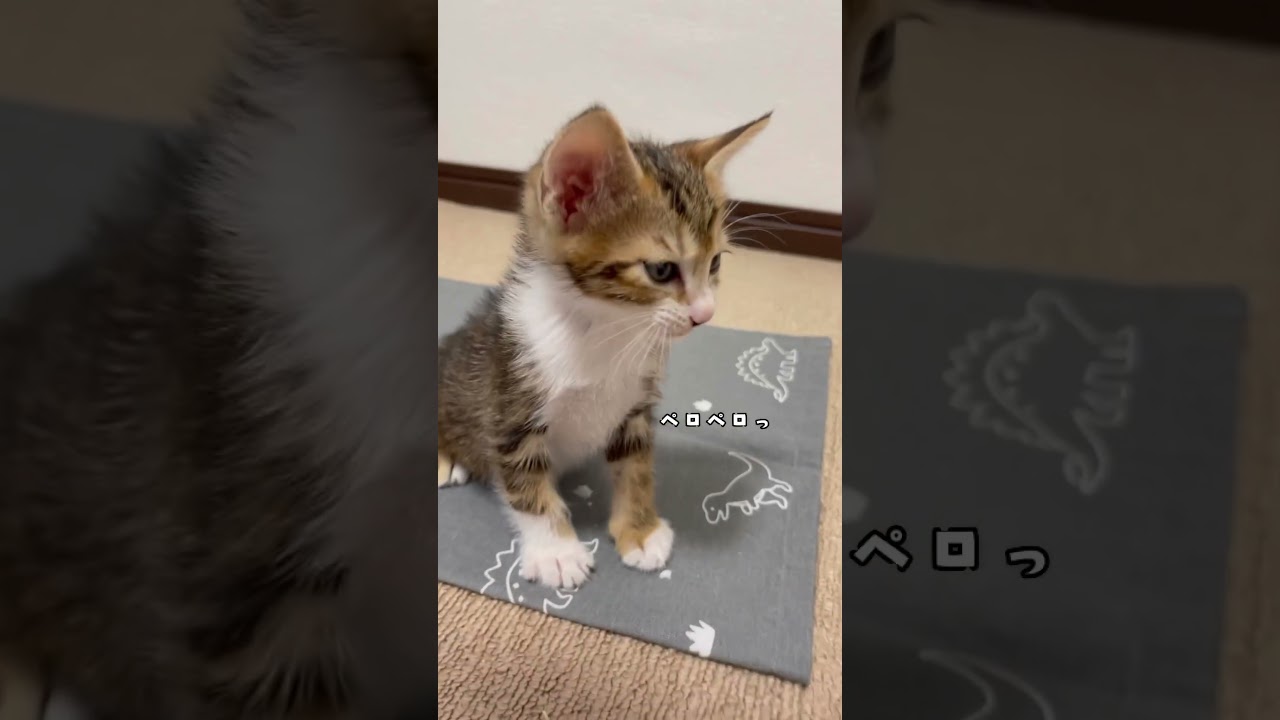 子猫のミルク時間。生後１ヶ月れんd40 / Kitten milk time. #shorts
