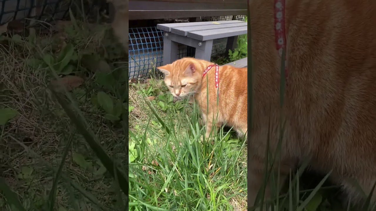 仲良くおやつタイム ねこ 散歩 アメリカンショートヘアー cat