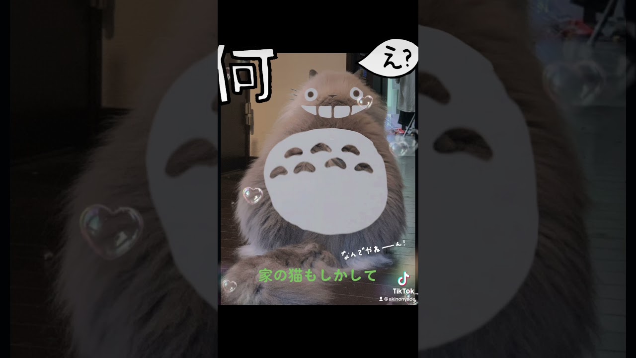 #ラグドール　#猫　#ジブリ　#トトロ　家の猫の実は