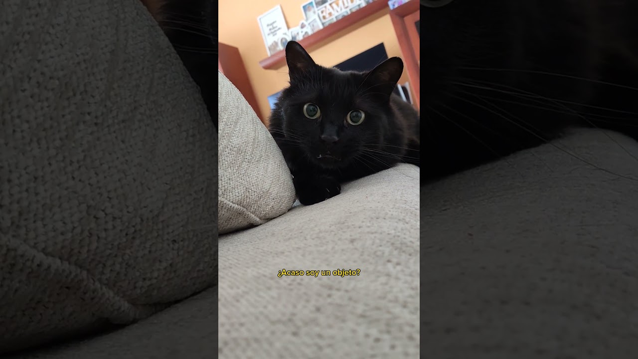 Son mi familia, mis 😸