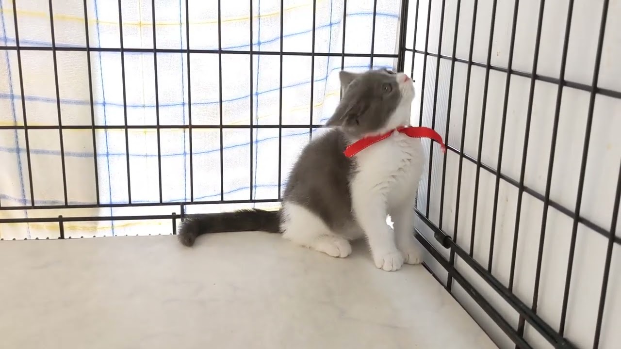 【茨城県のブリーダー　ペットショップスズキ　ブリティッシュショートヘア　子猫販売】
