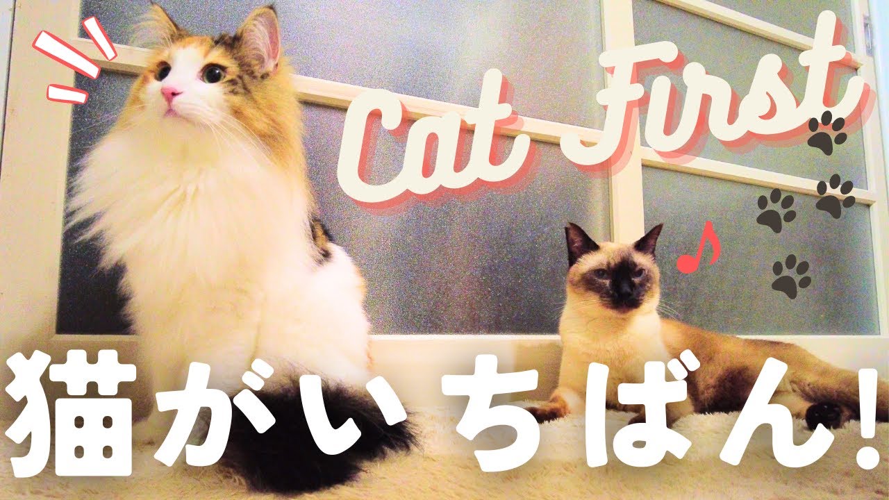 愛猫のお世話とYoutubeの撮れ高、どっちを優先するかって話【保護猫/シャム猫/シャムミックス＆北欧猫/ノルウェージャンフォレストキャット】