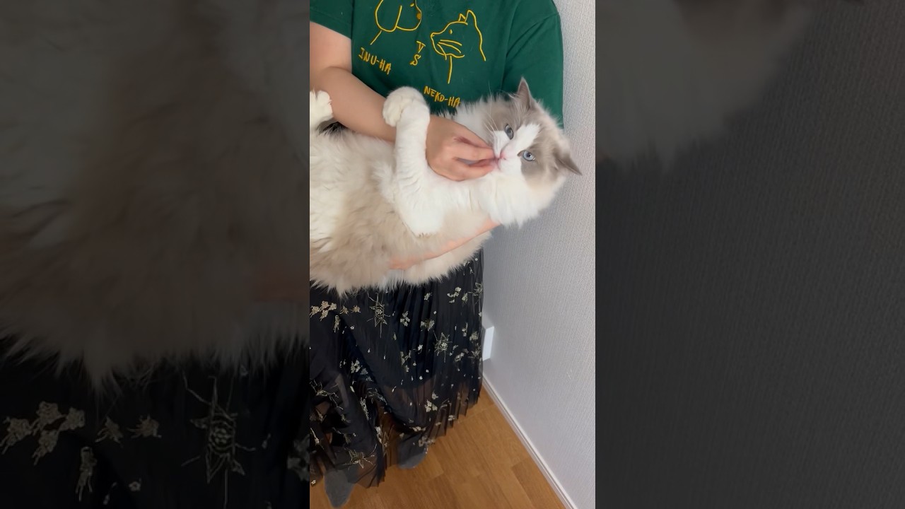 ラッコにゃんこ🦦🐈 #cat #ラグドール