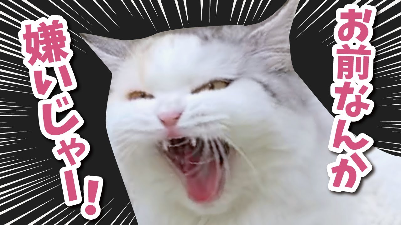 先住猫のことを忘れてしまった後輩猫が大変なことになりました【関西弁でしゃべる猫】