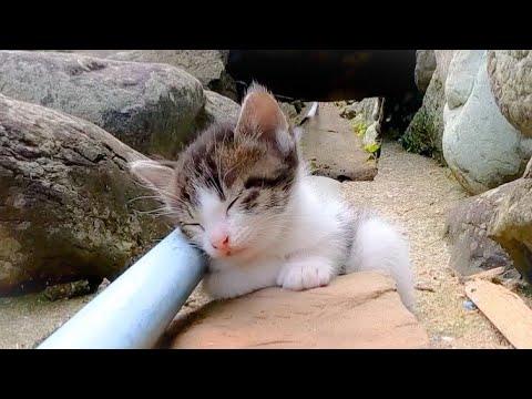 ウトウト寝てしまう子猫がかわい過ぎる
