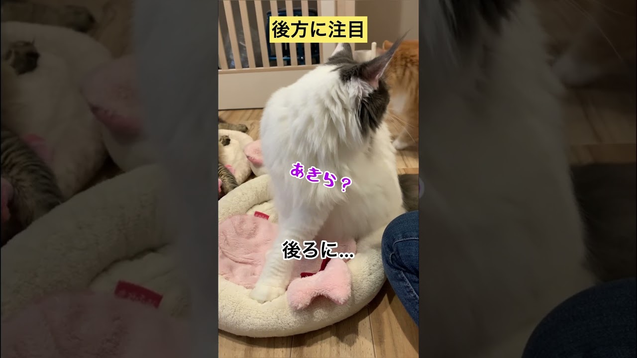 画面のうしろ【メインクーン】 #メインクーン #猫動画おもしろい #cat #茶トラ#ふみふみ