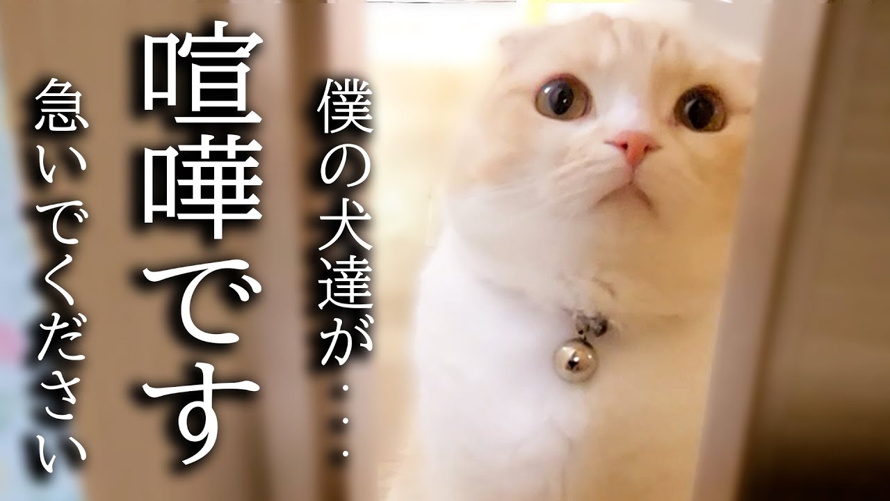 トイレから出ると猫がニャーニャー騒いでるのでついて行ってみると...