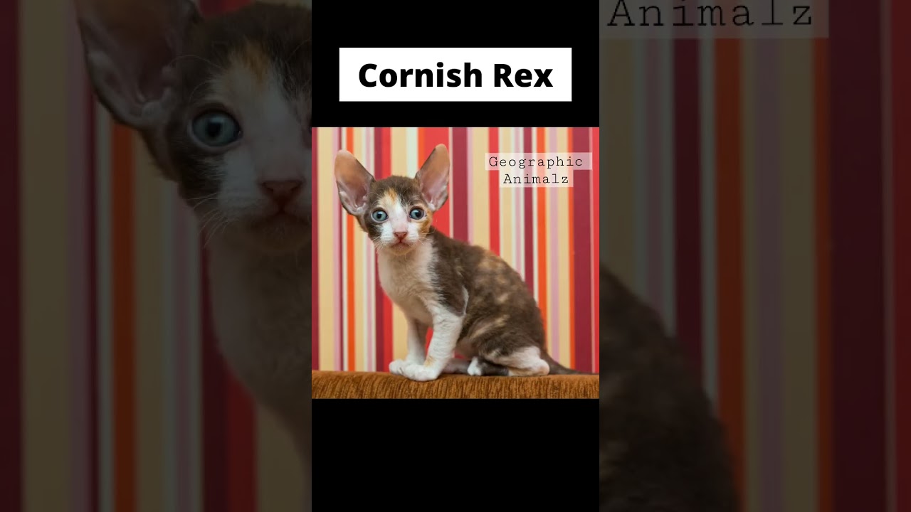 World’s SMALLEST Cat Breeds 😱 #shorts #animalshorts