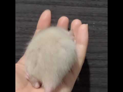 【販売中】#ファンシーラット　#ダンボ　#ヒマラヤン