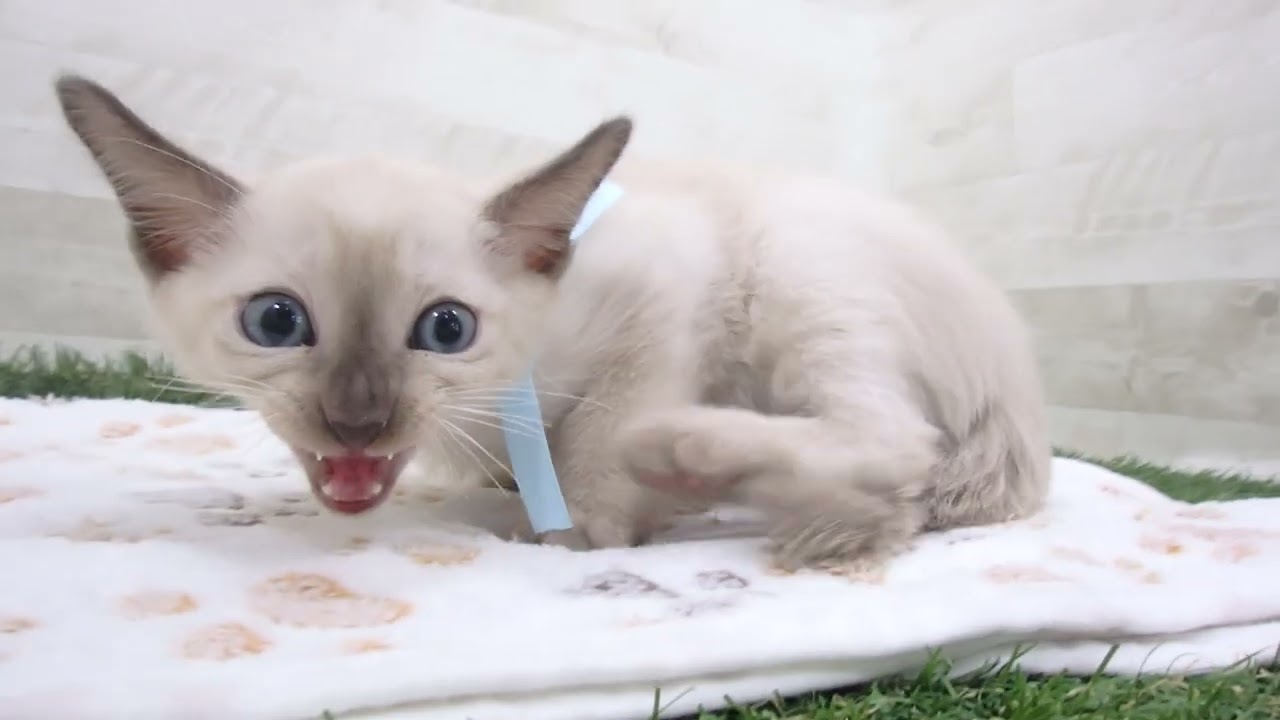 Coo&RIKU　No00630611 トンキニーズ