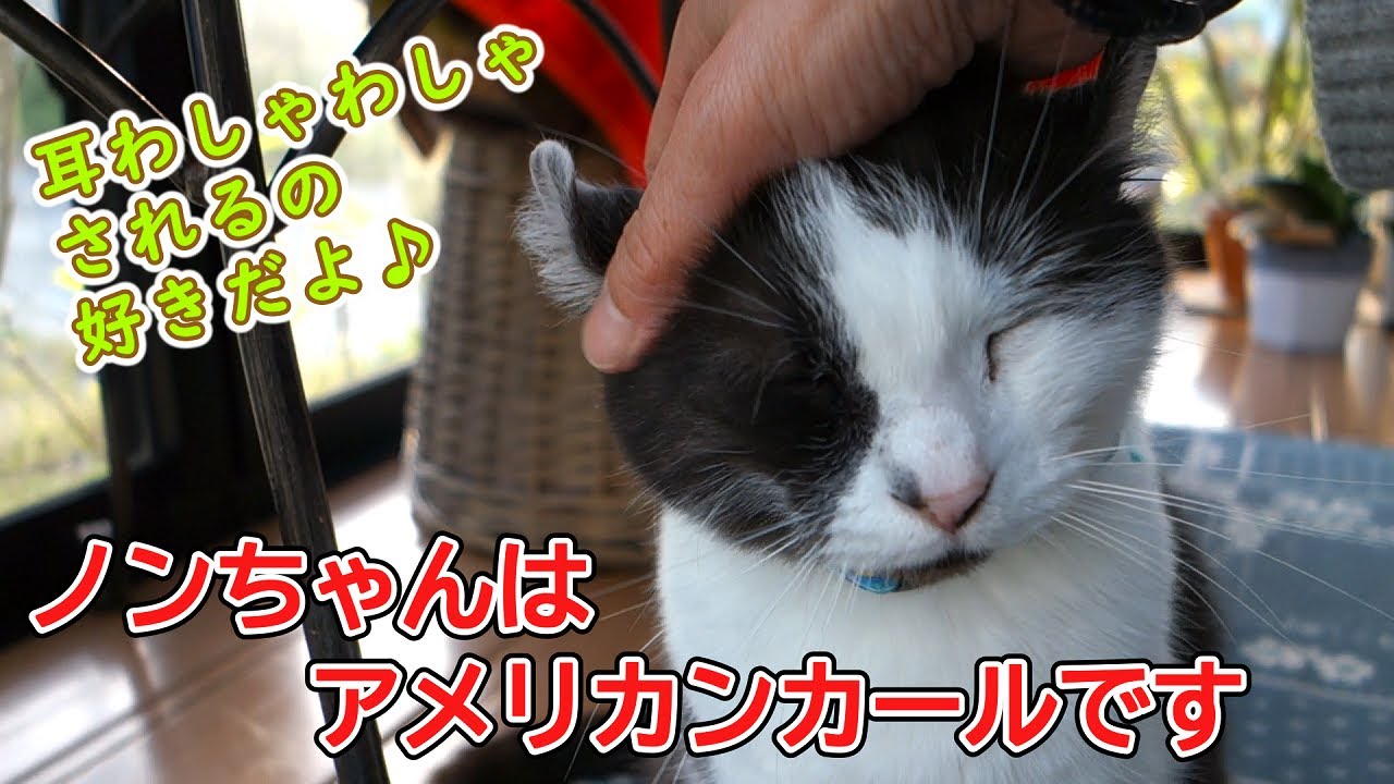 耳わしゃわしゃが大好きなアメリカンカールと、猫パンチ癖が治らないクマ五郎