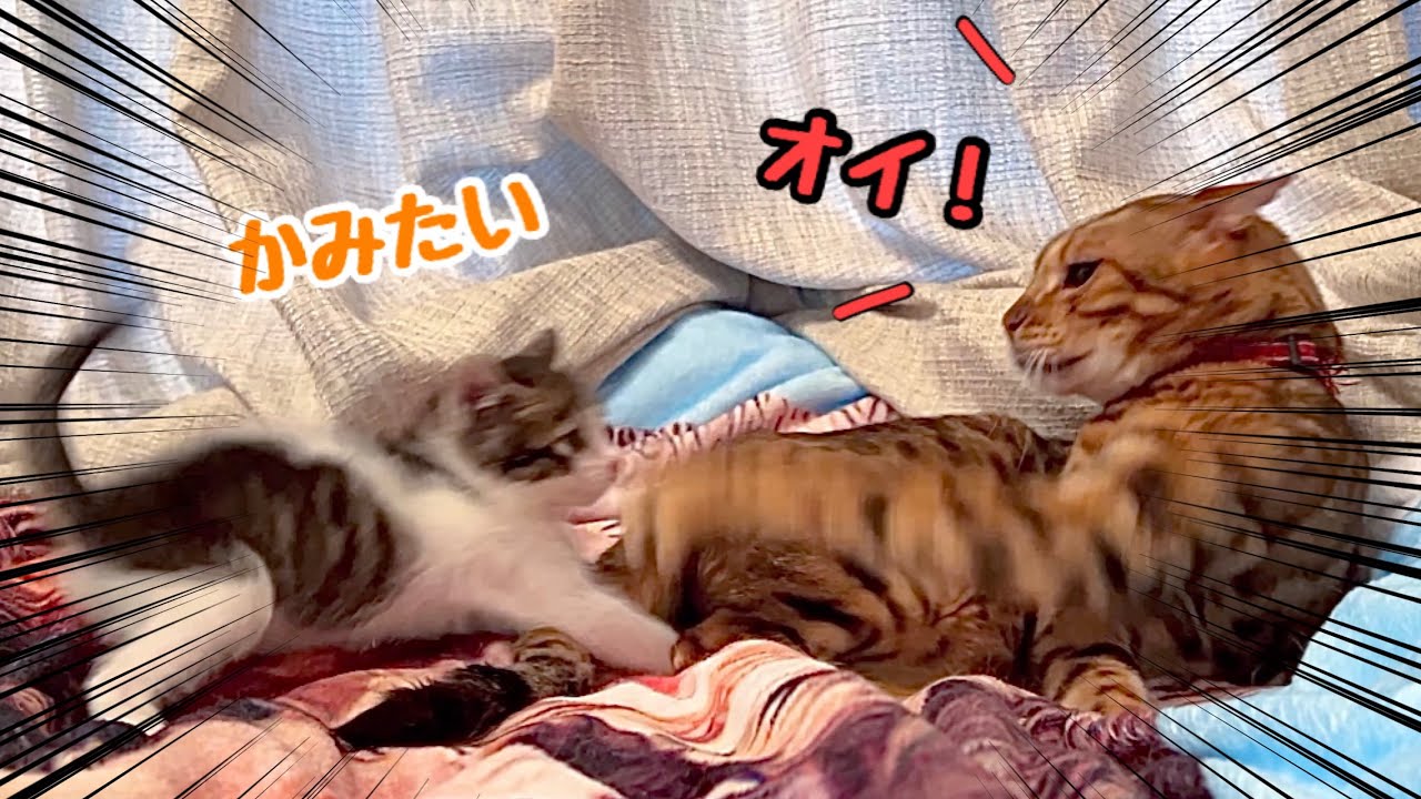 先住猫が新入り猫に怒った途端、子猫の反応が分かりやすくて可愛すぎた…【預かり保護猫】