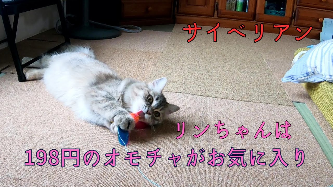 【サイベリアン】猫用の激安オモチャで遊ぶ。安上がりです笑