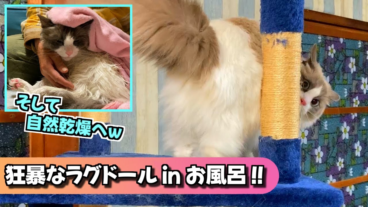 狂暴なラグドールと一緒にお風呂！？野良猫～野良犬～もう野生のパンダも出てきそうと思った抜歯前日物語！！【猫のナレーション】