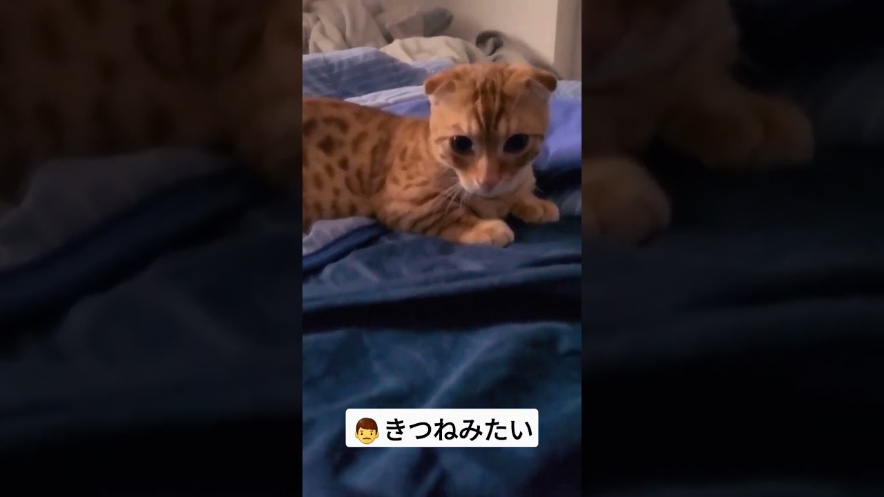 おくつろぎのとこ失礼してもご褒美がもらえました【コモドンの観察日記】 #キンカロー #猫