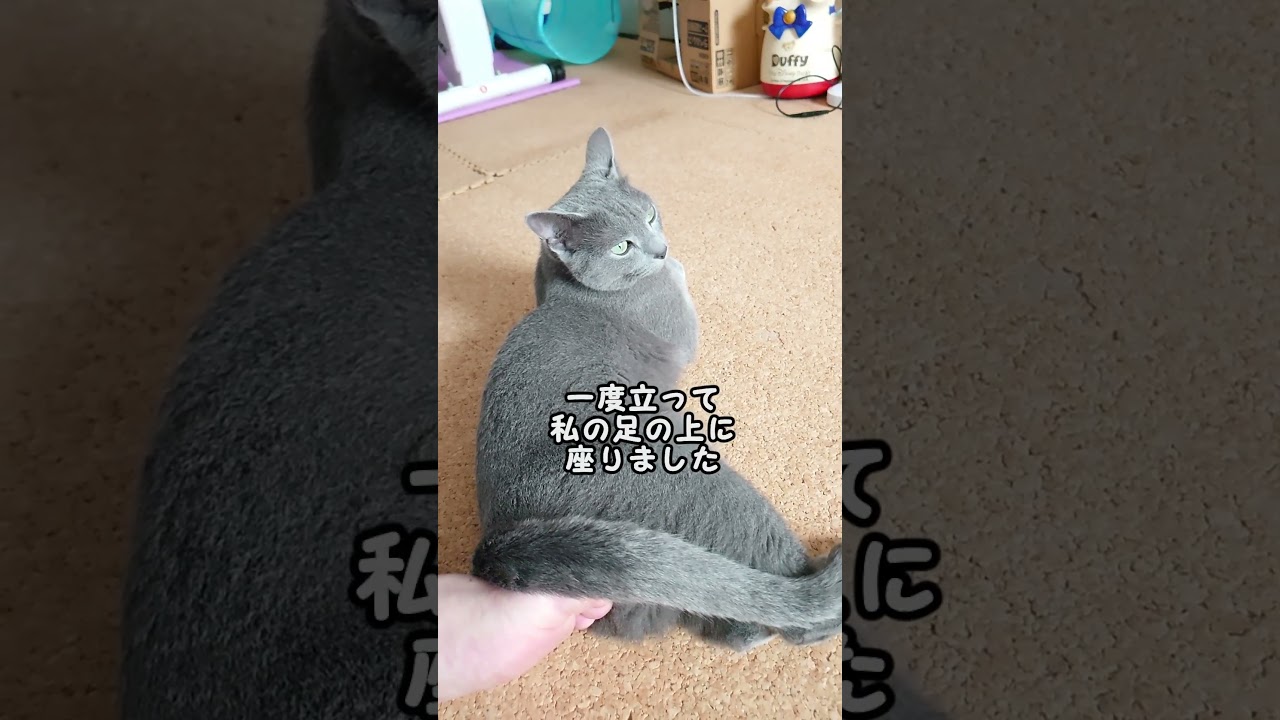 【猫動画】嫁の足にお尻を押し付けるロシアンブルー【russianbule】#shorts　Russian blue pushing her butt against her wife's legs