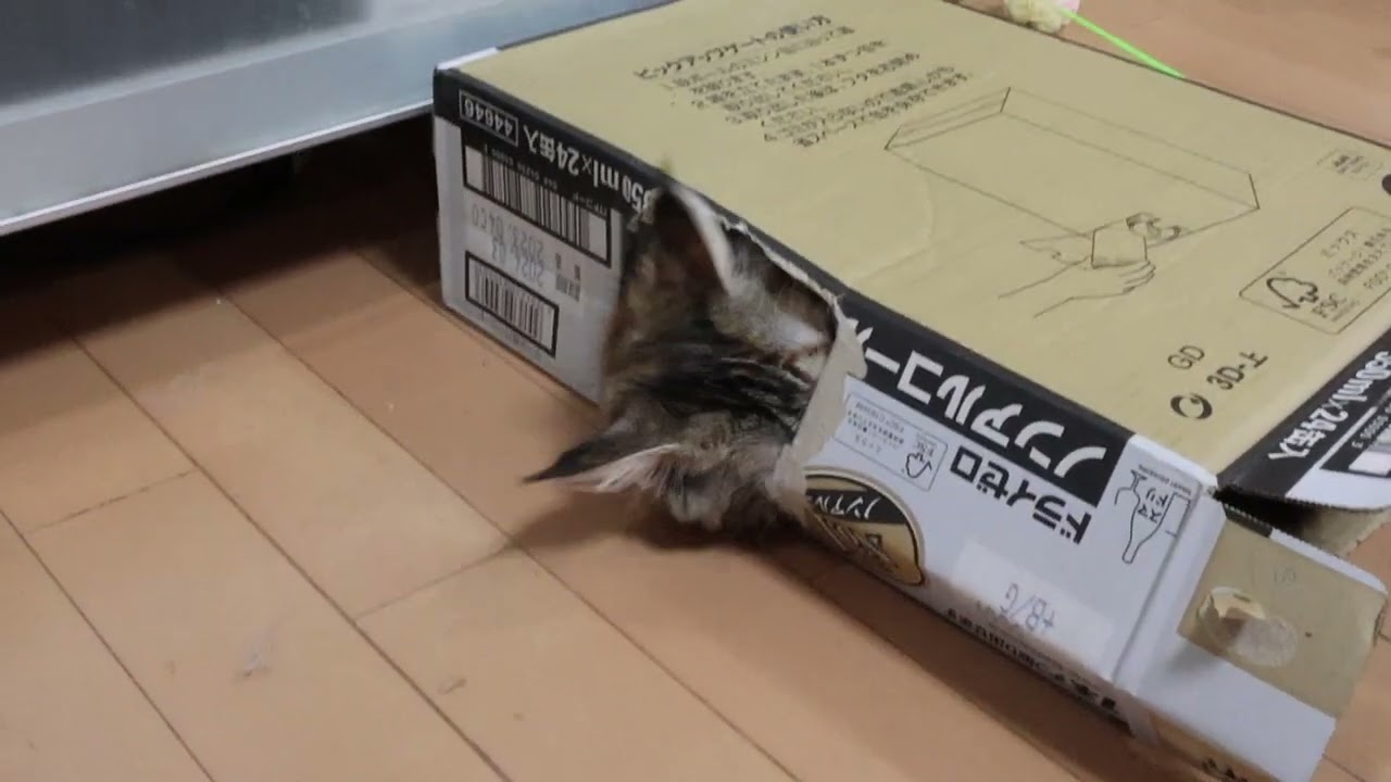 メインクーン子猫のイドウナちゃんが大暴れ