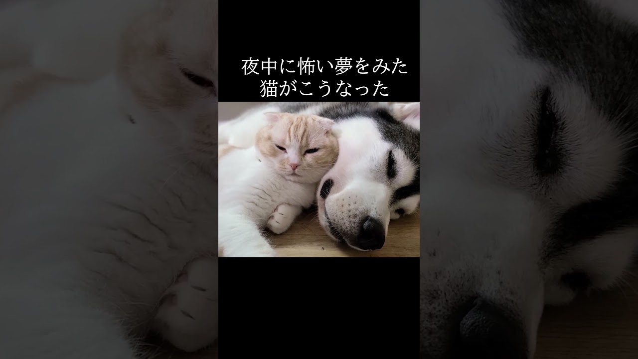 夜中に怖い夢を見ちゃった猫がこうなった...#shorts