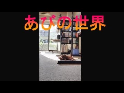 ネコ動画あび＃1573　#shorts　あびの毎日　アビシニアン　あび