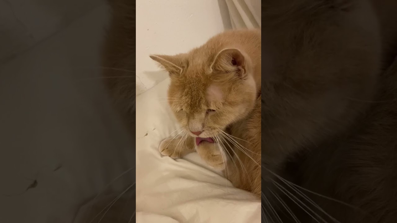 Max the Manx #manx #cats #gingercats #preening #cute #cutecats #bathingcats  #whiskers