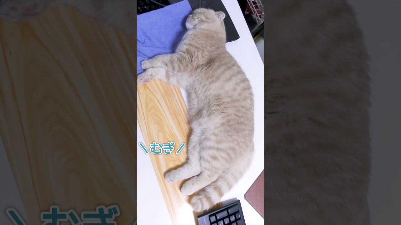 熟睡してる子猫の名前を呼んでみたら【スコティッシュフォールド】#shorts #かわいい #子猫