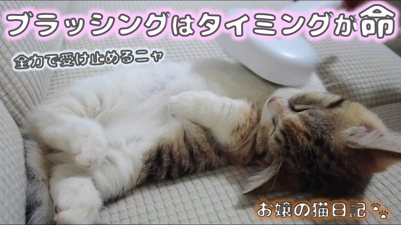 子猫のブラッシングはタイミングが命【お嬢の猫日記 / OJO- CAT DAILY】