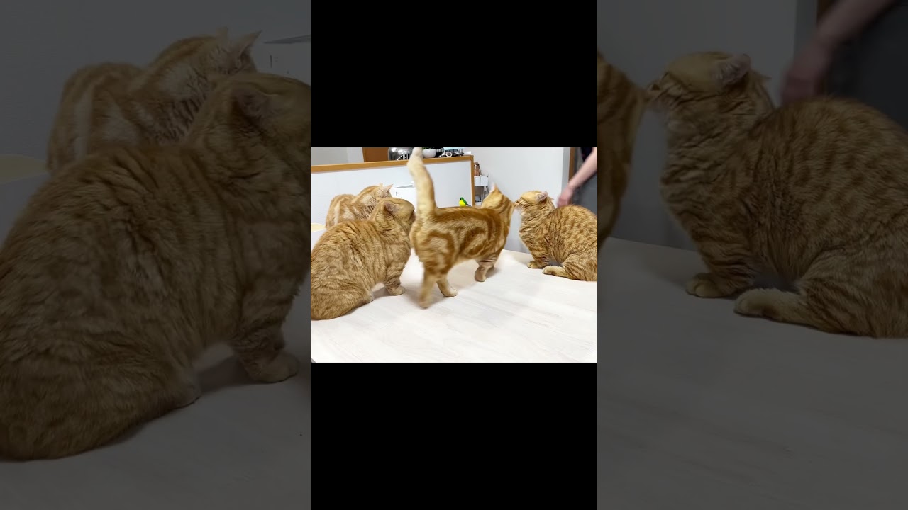 マンチカンのパンチは当たってないけど息子が仲裁しにきた #shorts