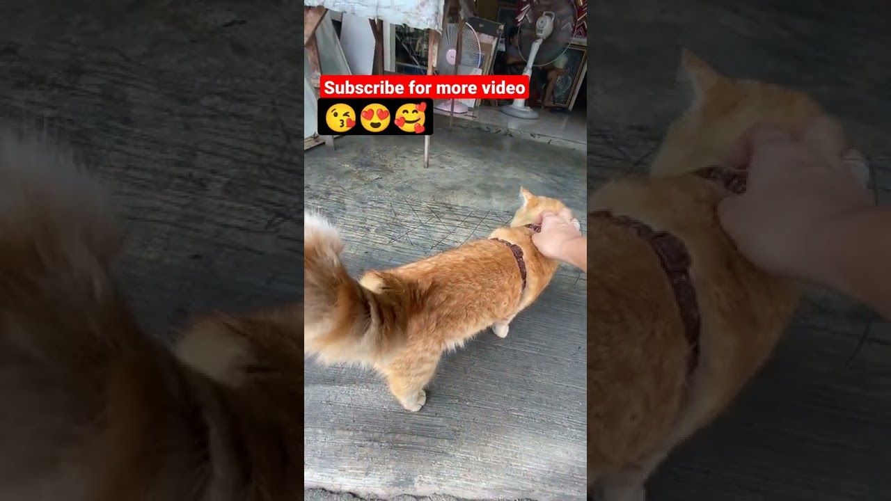 STREET CAT 🐱🐈🥰•• ||••animal_lover |brown cat #shorts #youtubeshorts #aj #cat #animallover #billie